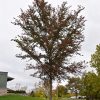 Frontier Elm #7 - Image 2